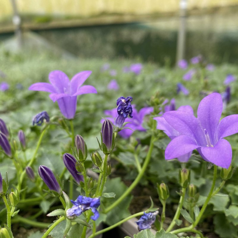 Campanula Mrs Resholt