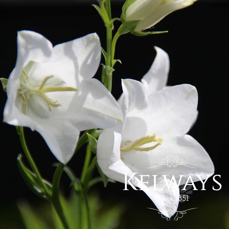 Campanula persicifolia var. alba