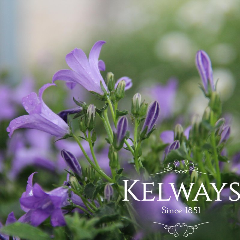 Campanula portenschlagiana