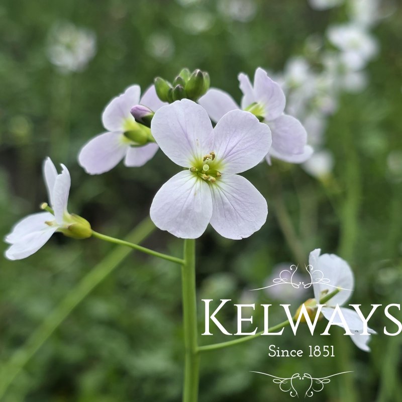 Cardamine pratensis (9cm pot)