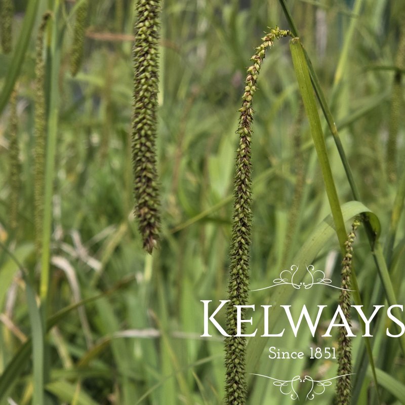 Carex pendula