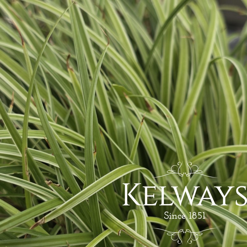 Carex 'Silver Sceptre' (v)
