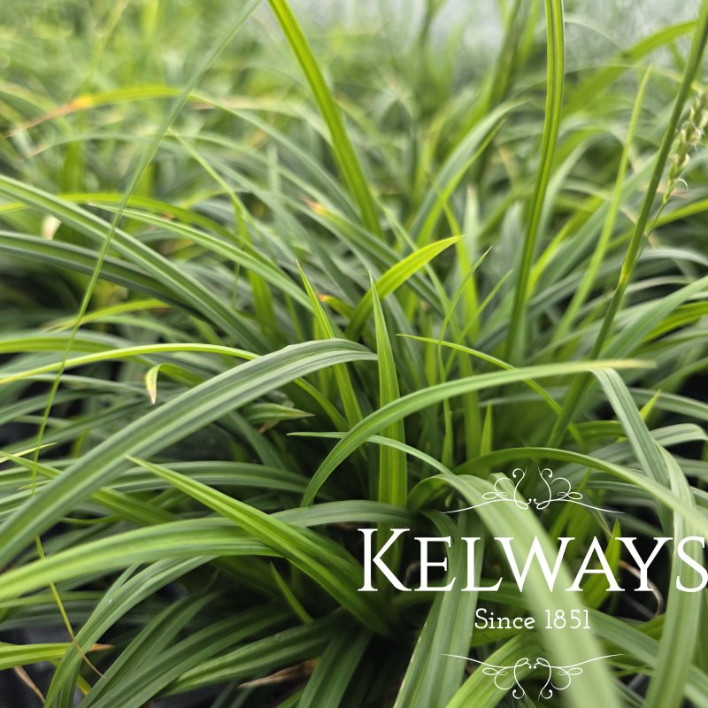 Carex sylvatica (9cm pot)