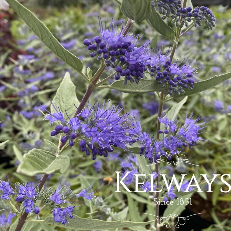 Caryopteris x clandonensis 'Dark Knight'