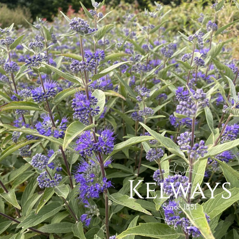 Caryopteris Heavenly Blue