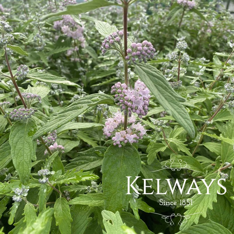 Caryopteris x clandonensis 'Pink Perfection'