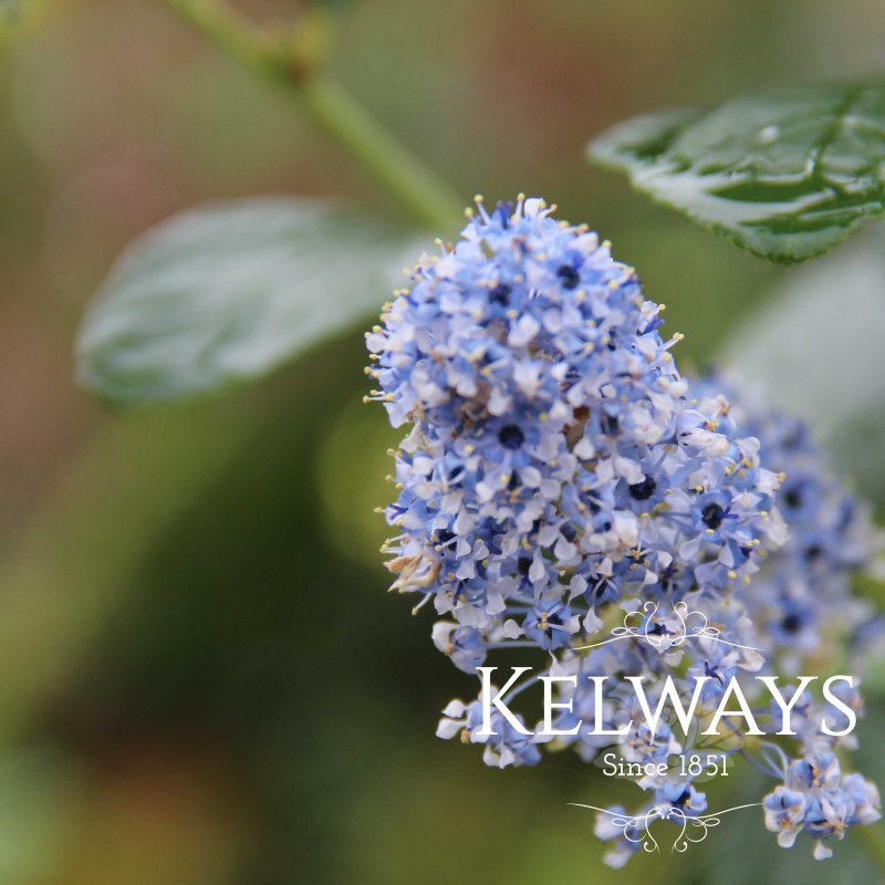 Ceanothus arboreus 'Trewithen Blue'