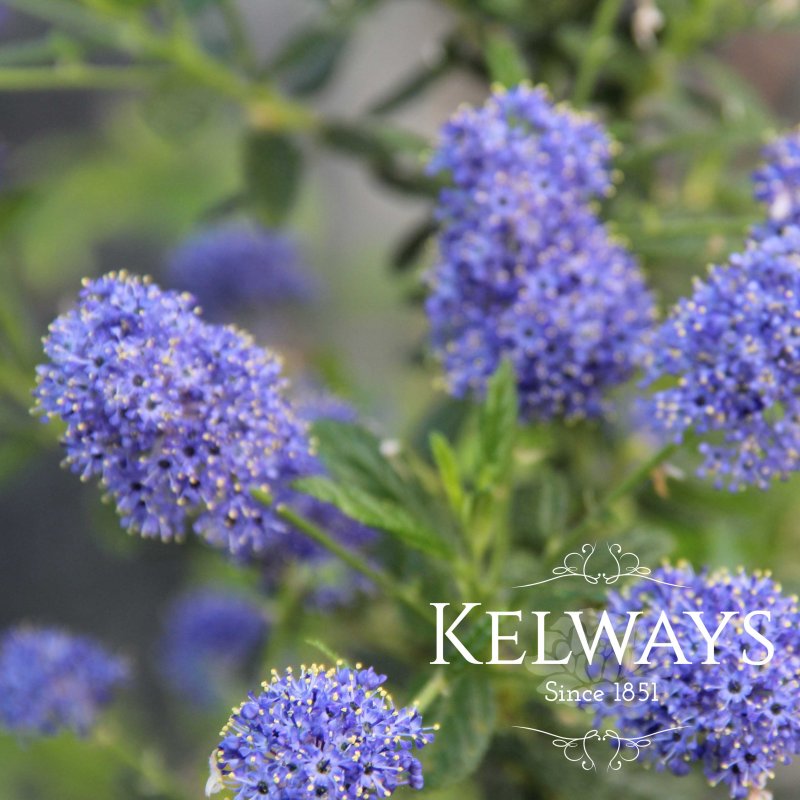 Ceanothus 'Concha'