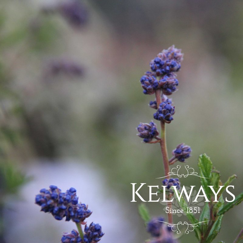 Ceanothus Italian Skies