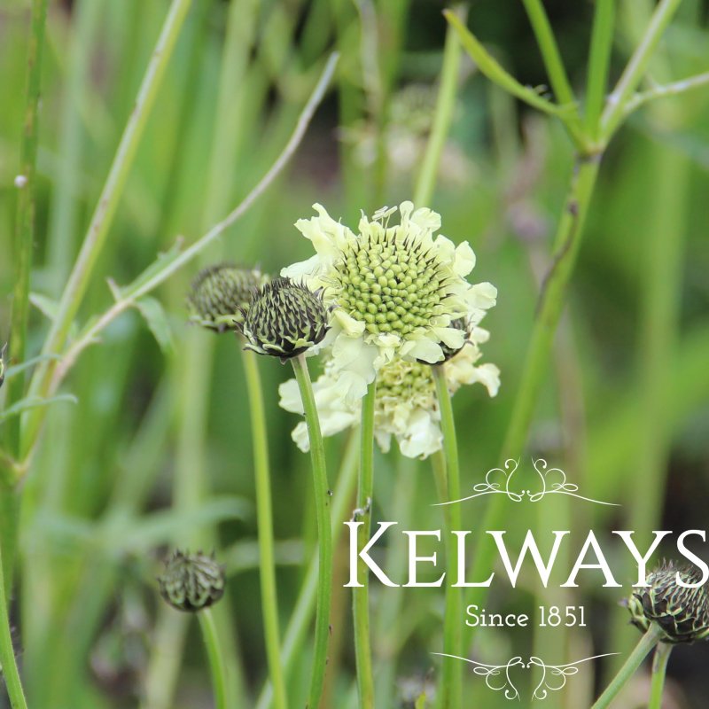 Cephalaria alpina
