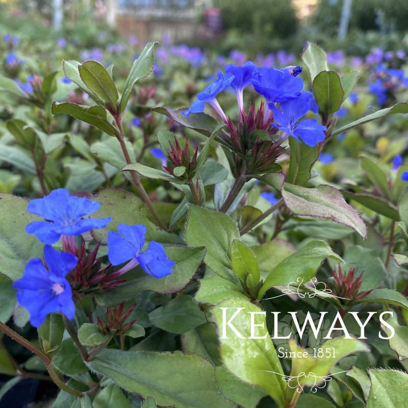 Ceratostigma plumbaginoides