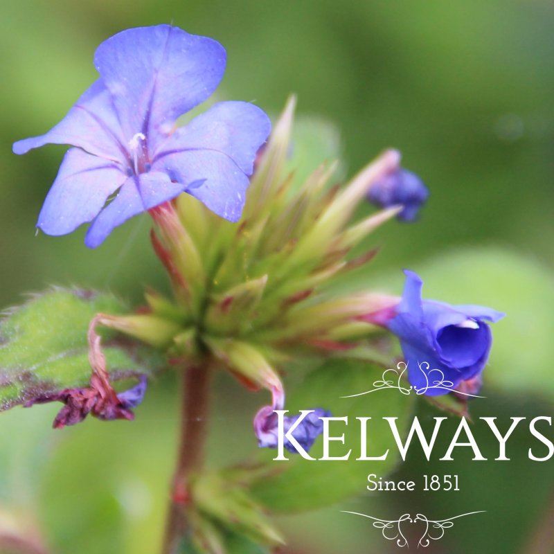 Ceratostigma willmottianum FOREST BLUE ('Lice')