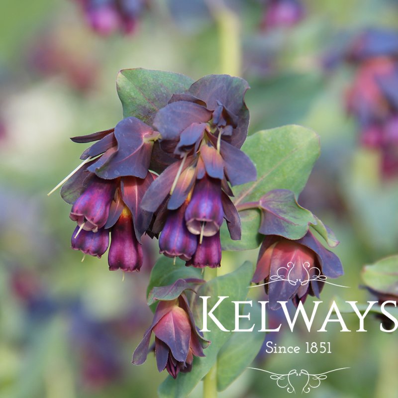 Cerinthe major 'Purpurascens'