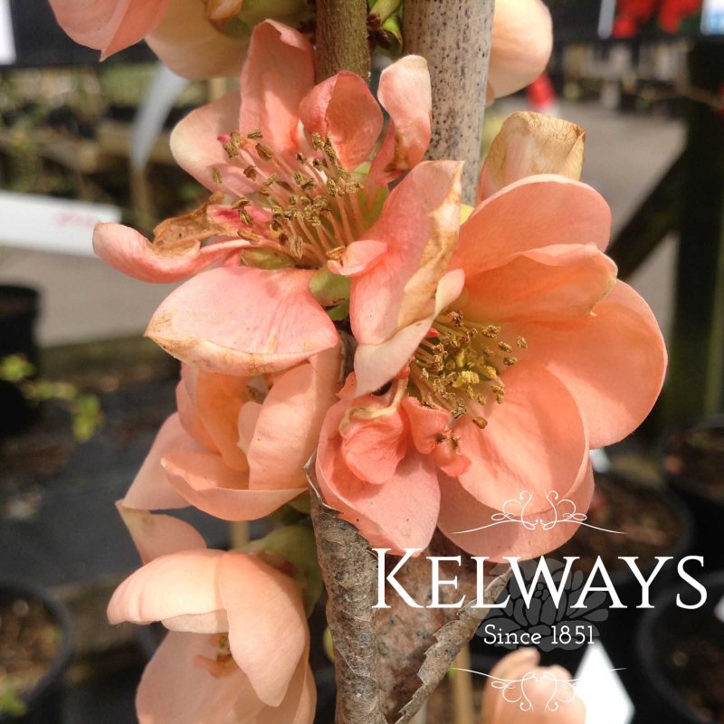 Chaenomeles speciosa 'Geisha Girl'