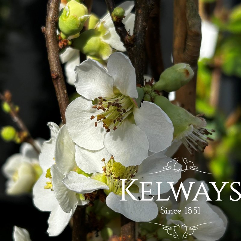 Chaenomeles speciosa 'Nivalis'