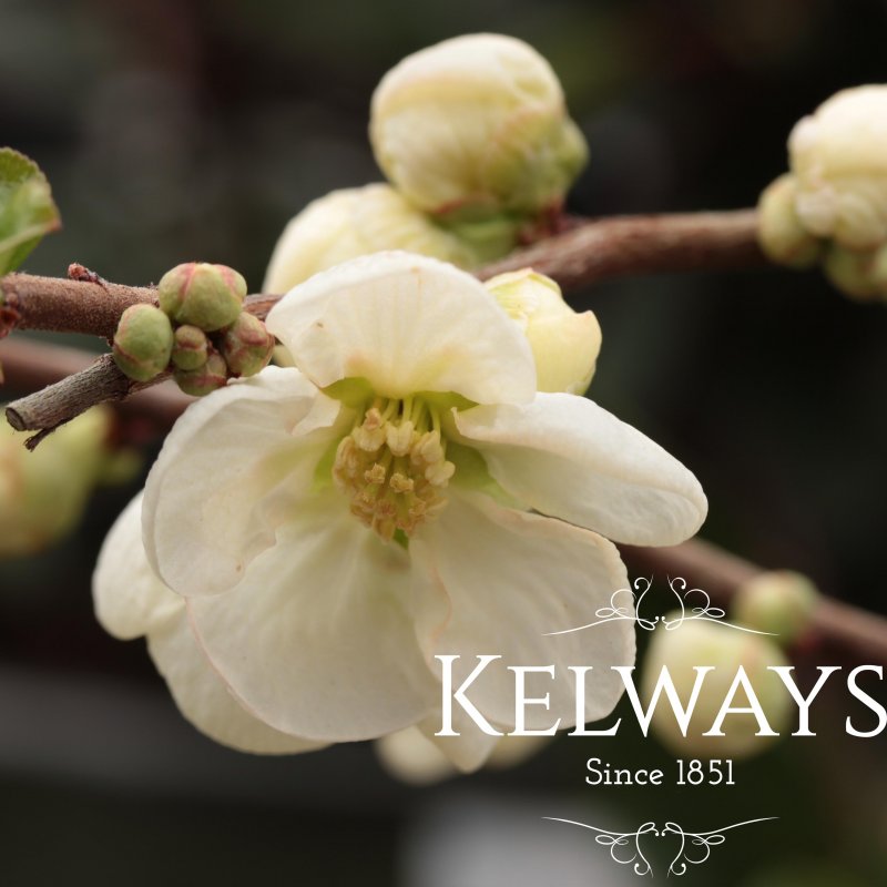 Chaenomeles x superba 'Jet Trail'