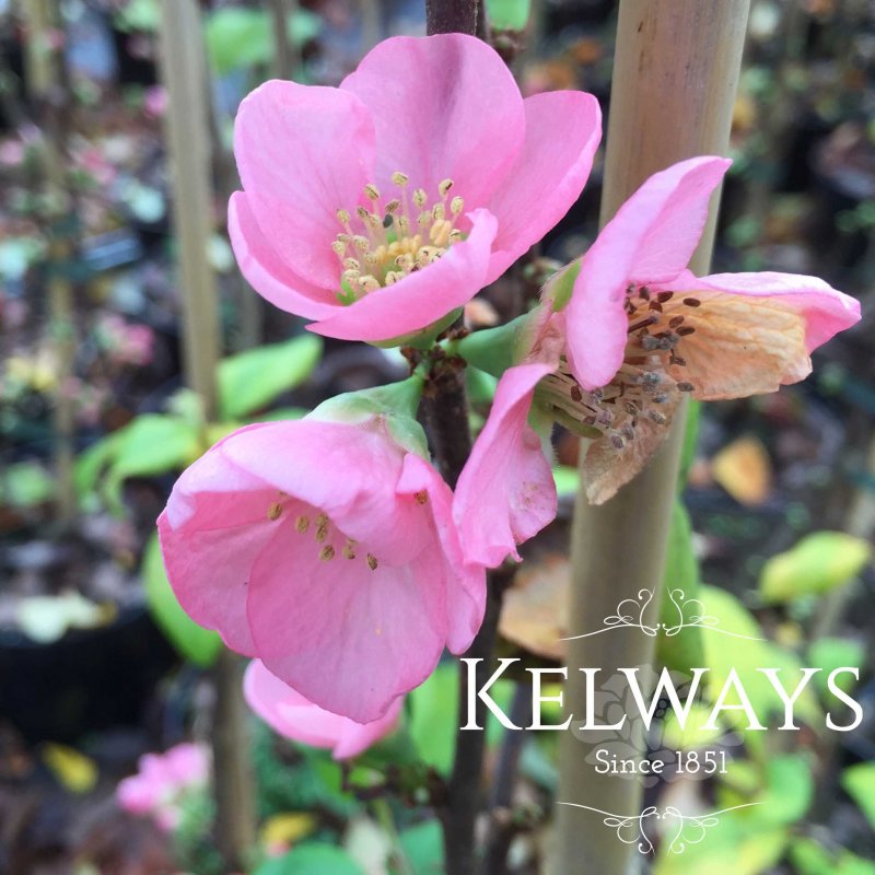 Chaenomeles x superba 'Pink Lady'
