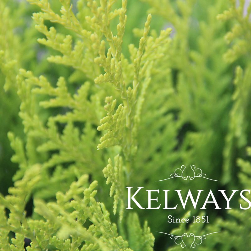 Chamaecyparis lawsoniana 'Stardust'