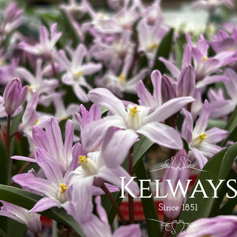 Scilla 'Pink Giant' (9cm pot)