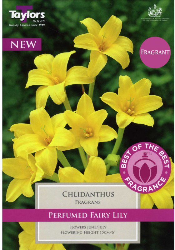 Taylors Bulbs Chlidanthus fragrans (4 bulbs)