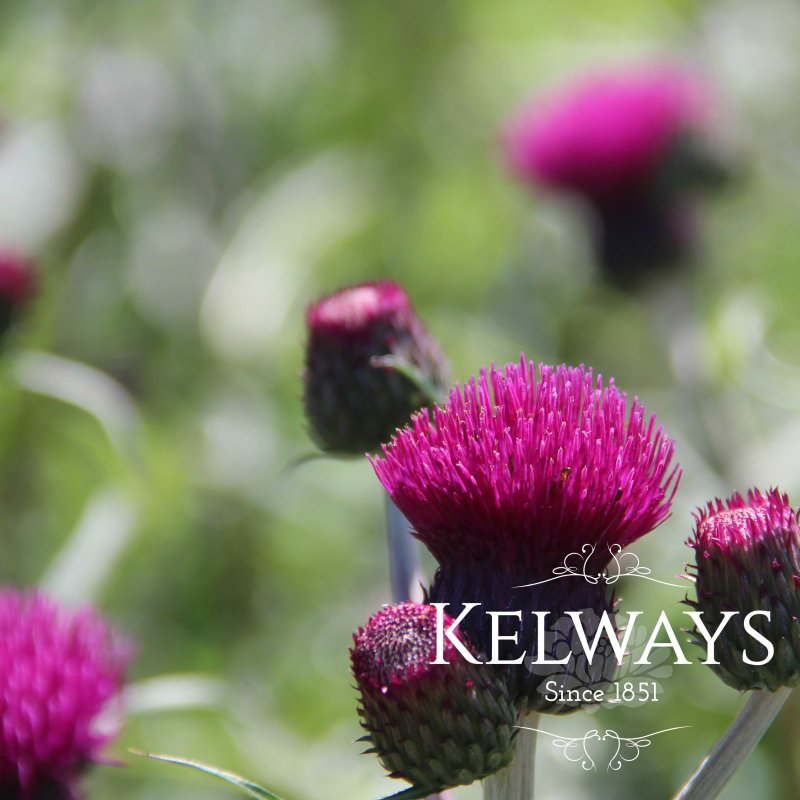 Cirsium rivulare 'Trevor's Blue Wonder'