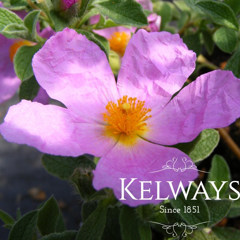 Cistus creticus