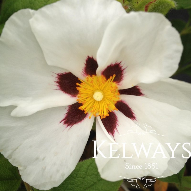 Cistus 'Snow Fire'