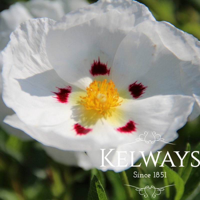 Cistus x dansereaui 'Decumbens'