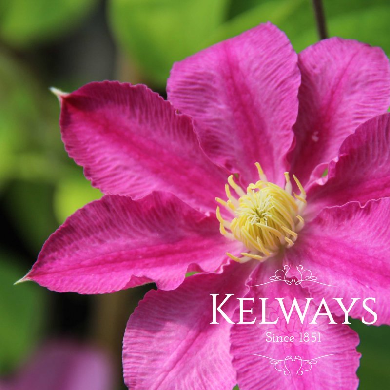 Clematis Abilene