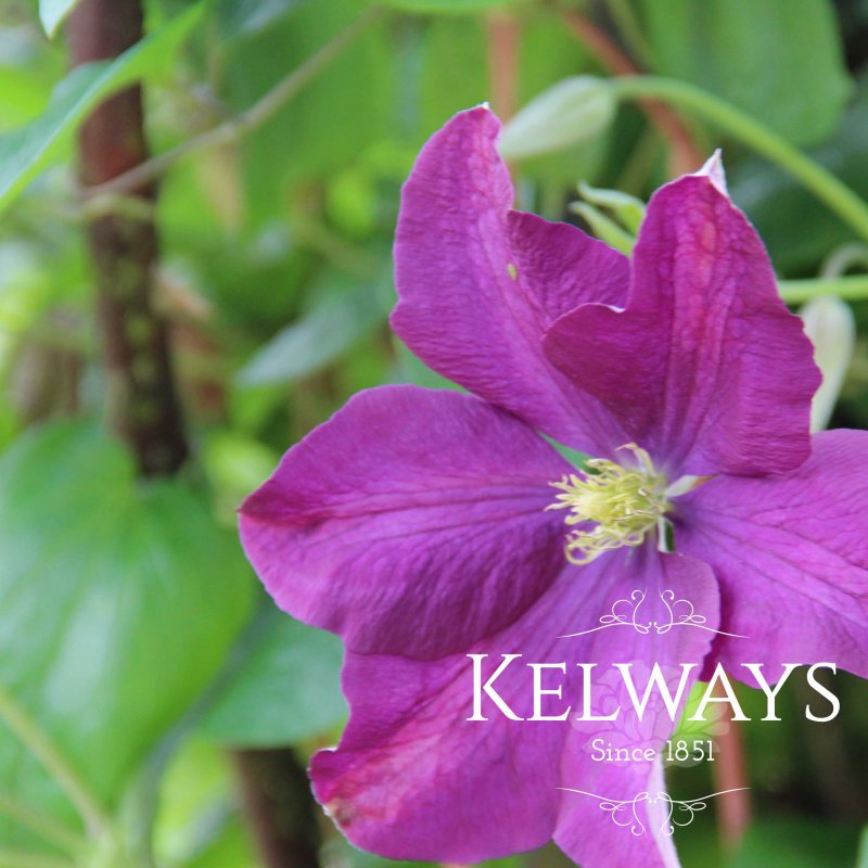 Clematis viticella 'Etoile Violette'