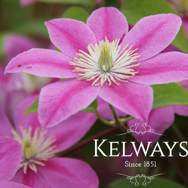 Clematis ALAINA ('Evipo056' PBR) (Boulevard Series) (EL)