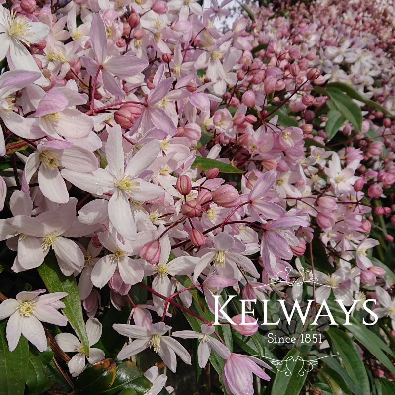 Clematis armandi 'Apple Blossom'