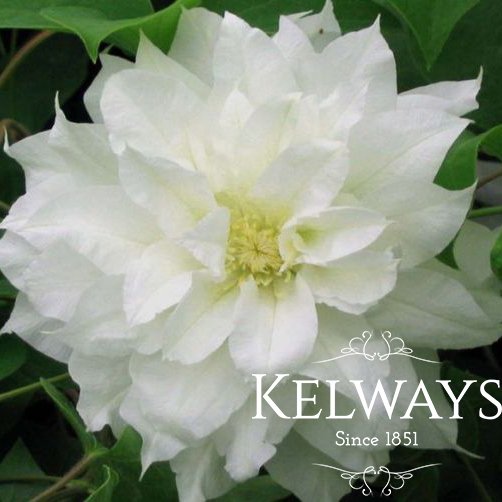 Clematis ARCTIC QUEEN ('Evitwo' PBR) (EL)