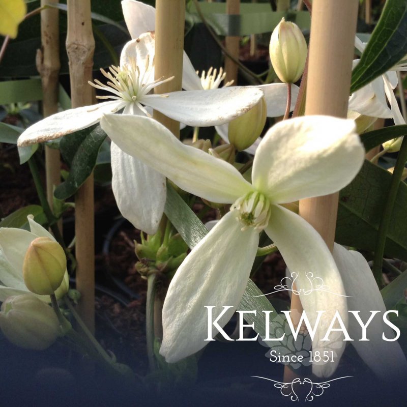Clematis armandi 'Snowdrift'