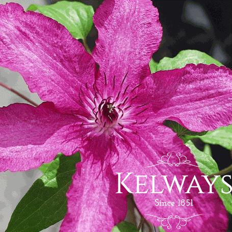 Clematis 'Barbara Dibley' (EL)