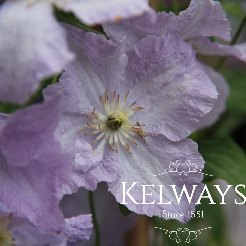 Clematis 'Blue Angel'