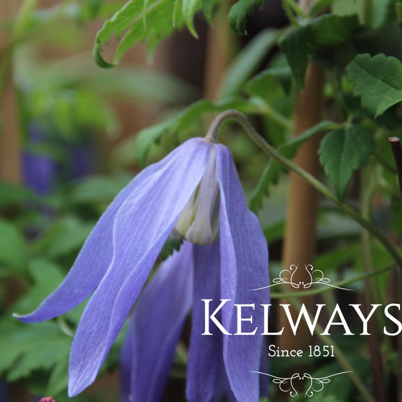 Clematis 'Blue Dancer'