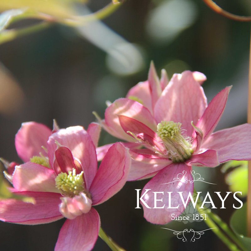 Clematis 'Broughton Star'