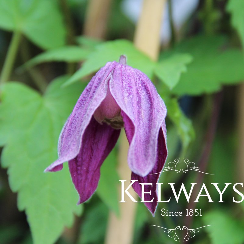 Clematis 'Brunette' (A)