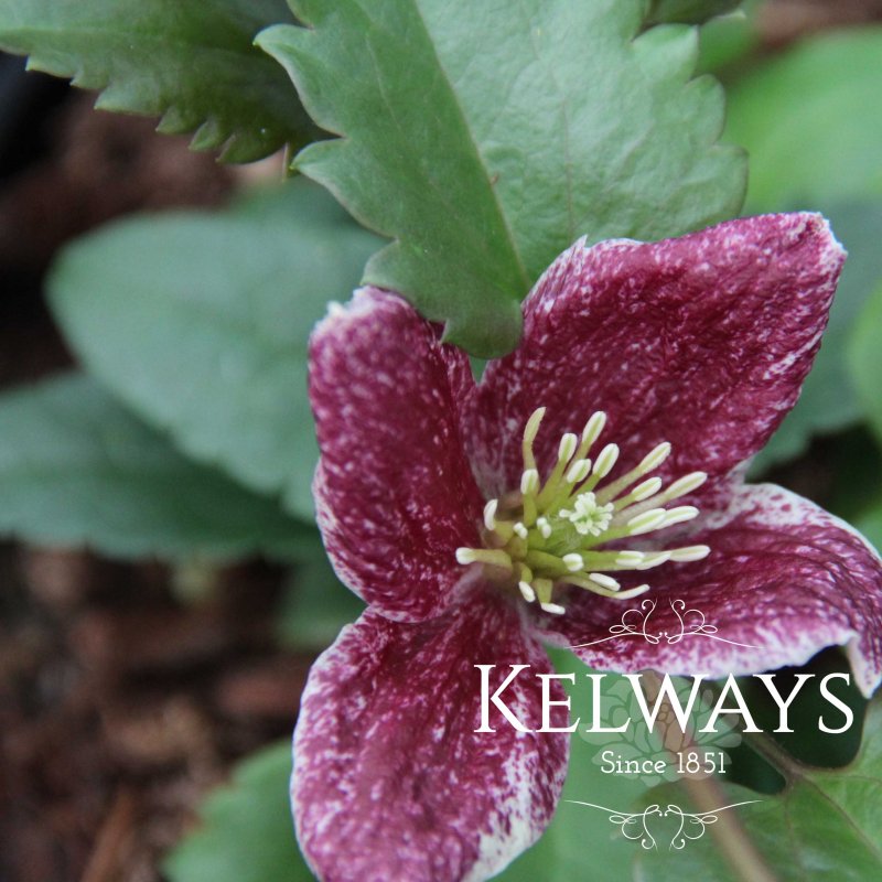 Clematis Lansdowne Gem