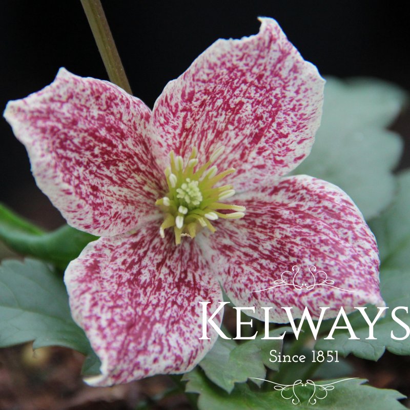 Clematis cirrhosa var. purpurascens 'Freckles' (C)