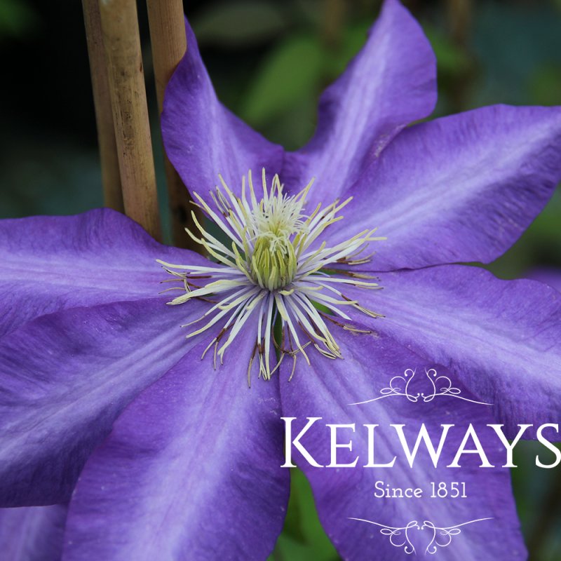 Clematis 'Daniel Deronda'