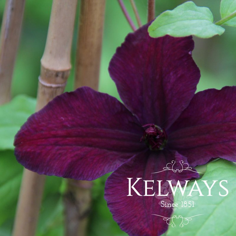 Clematis Dark Eyes