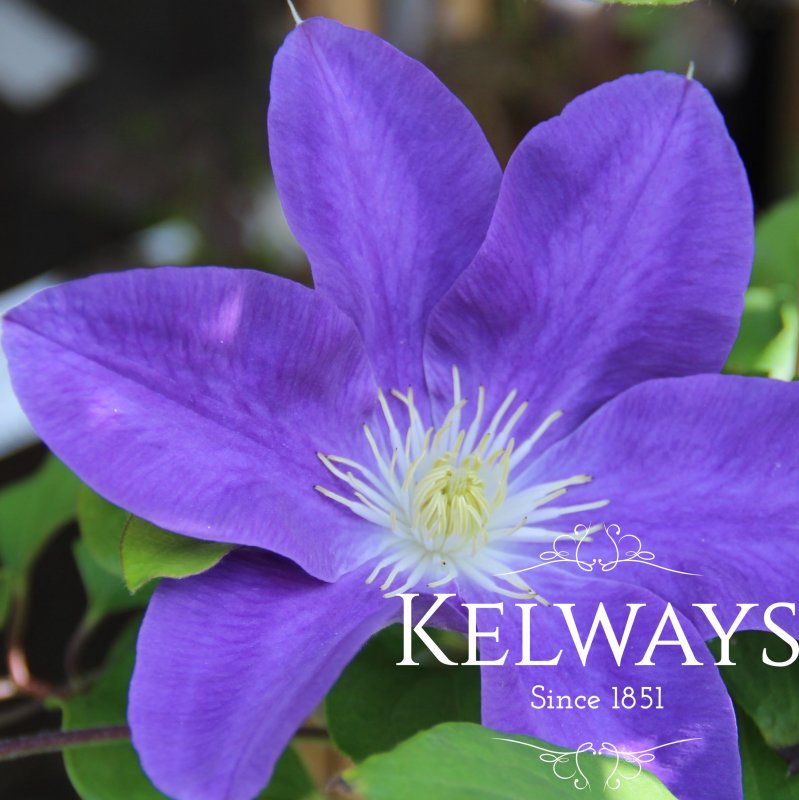 Clematis DIANA'S DELIGHT ('Evipo026' PBR) (Boulevard Series) (EL)