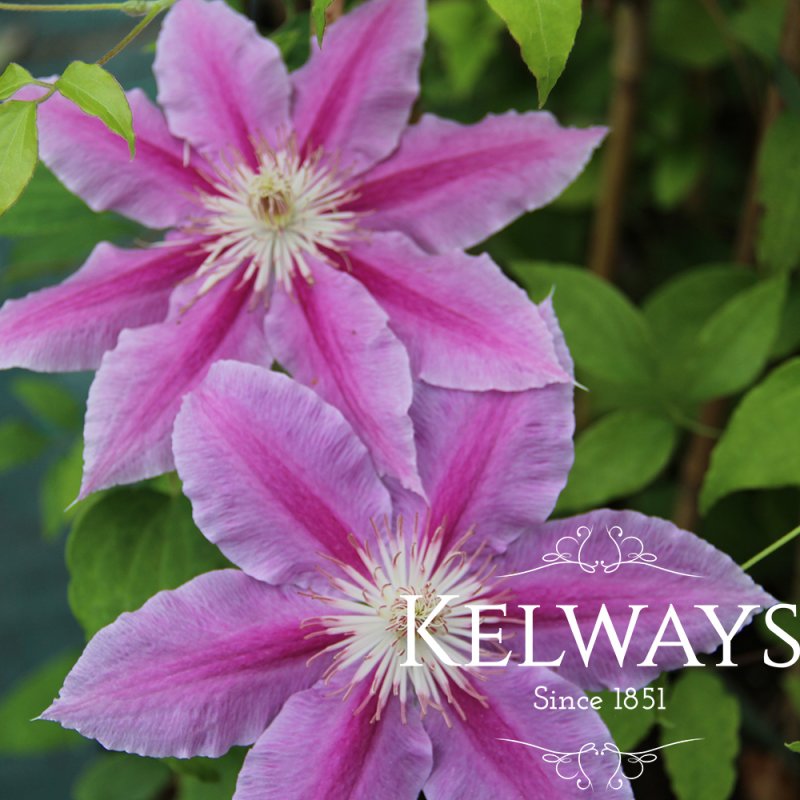 Clematis 'Doctor Ruppel' (EL)