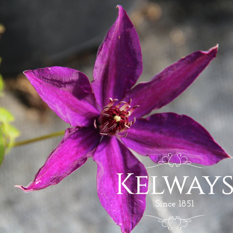 Clematis 'Ernest Markham'