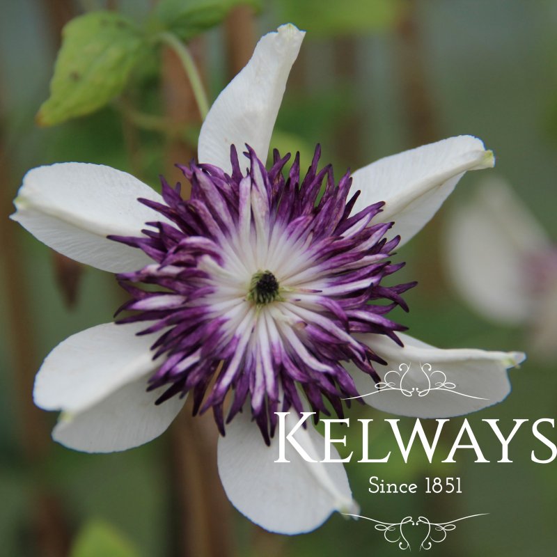 Clematis florida var. florida 'Sieboldiana' (d)