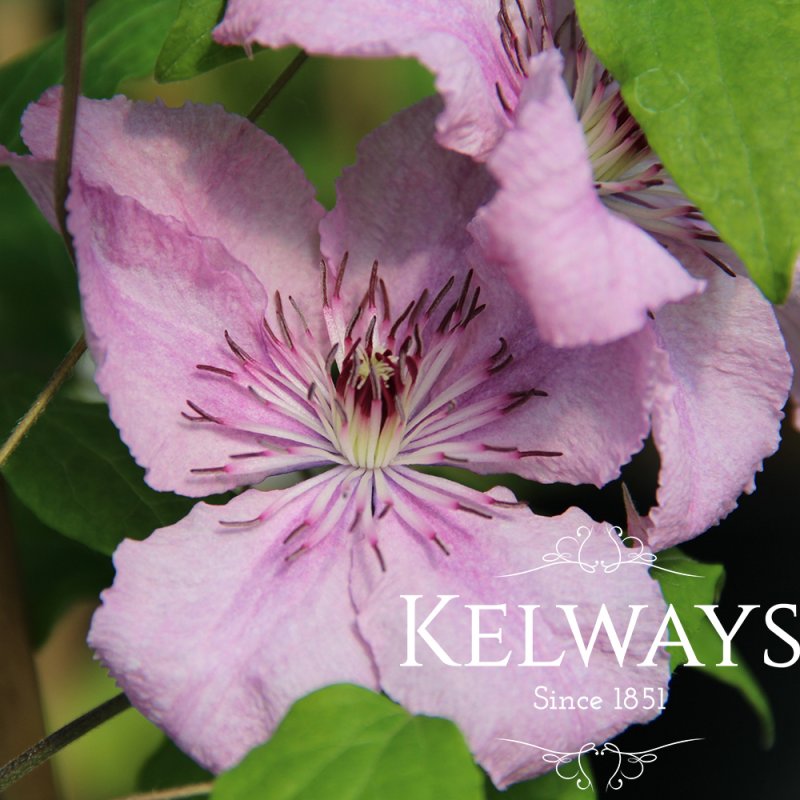 Clematis 'Hagley Hybrid' (LL)