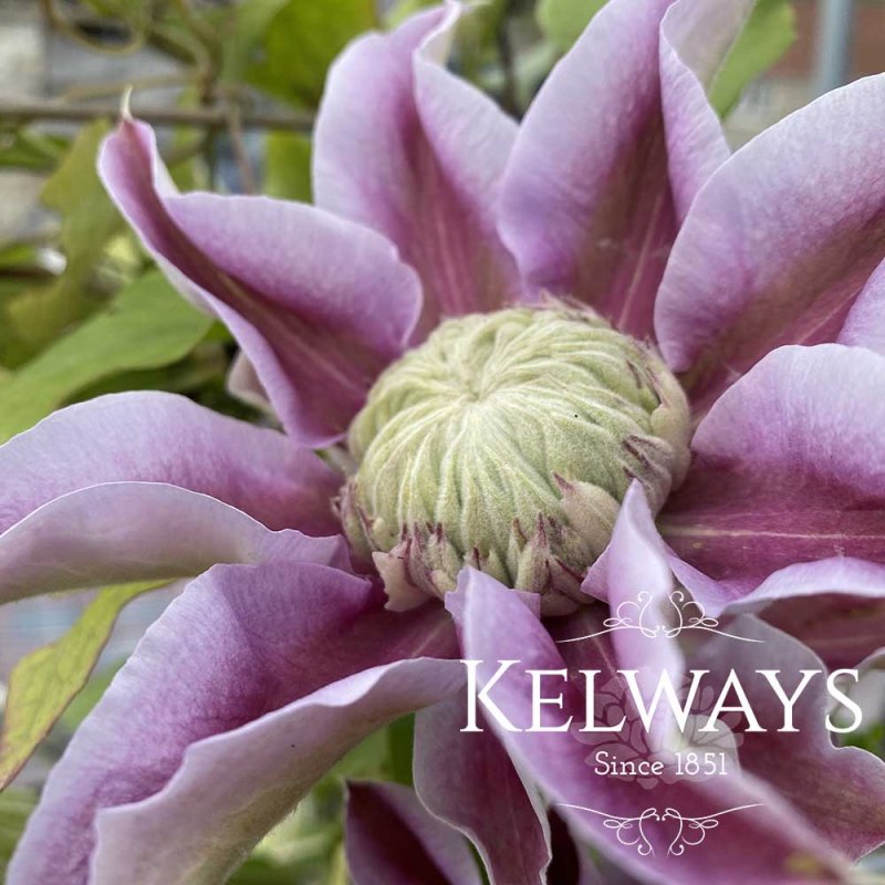 Clematis JOSEPHINE ('Evijohill' PBR) (EL)