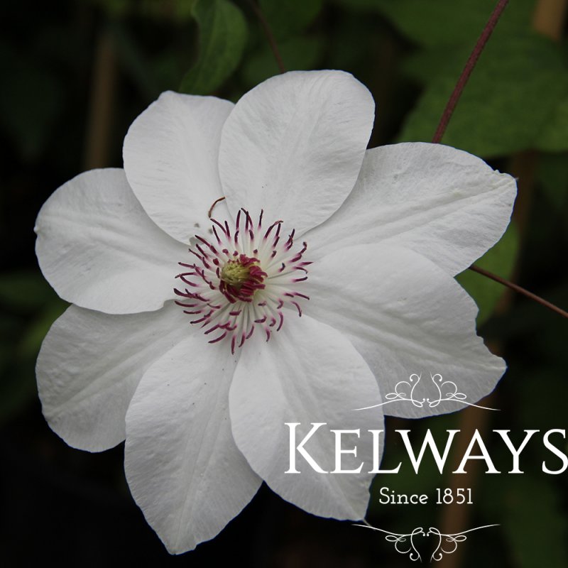 Clematis 'Miss Bateman' (EL)